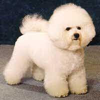 BICHON BOLOGNEZ